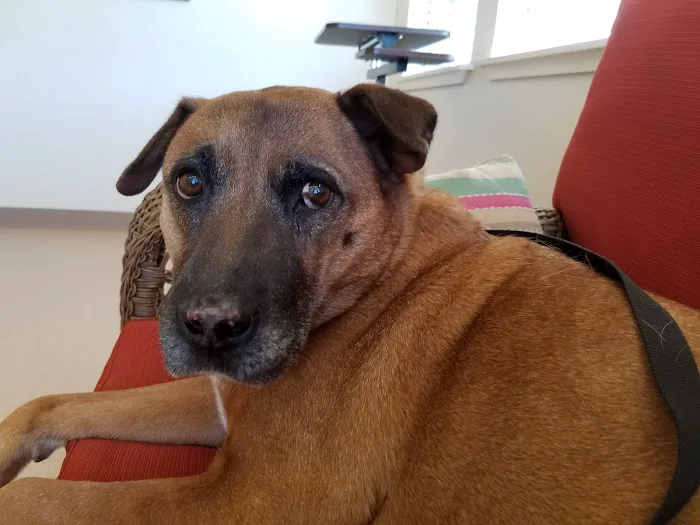 Dermatology for Animals - Walnut Creek Picture 1