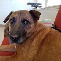 Dermatology for Animals - Walnut Creek ico
