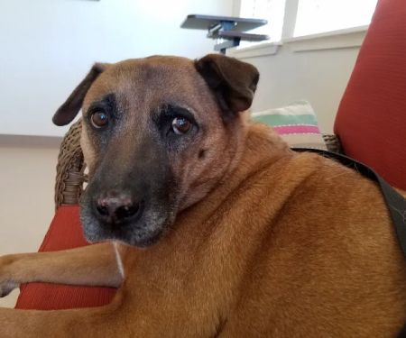 Dermatology for Animals - Walnut Creek