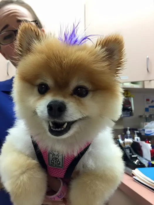 Dermatology for Animals - Walnut Creek Picture 6