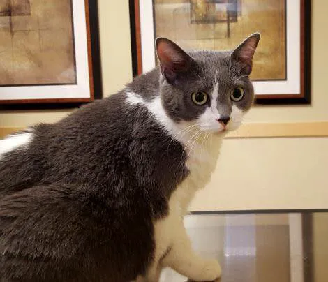 Dermatology for Animals - Walnut Creek Picture 5