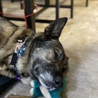VCA Cottage Animal Hospital ico