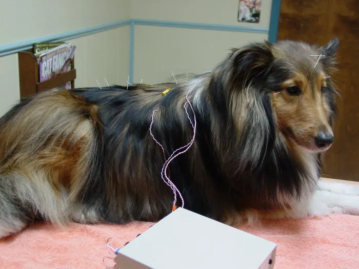 VCA Cottage Animal Hospital Picture 4