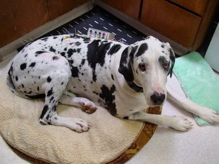 VCA Cottage Animal Hospital Picture 7