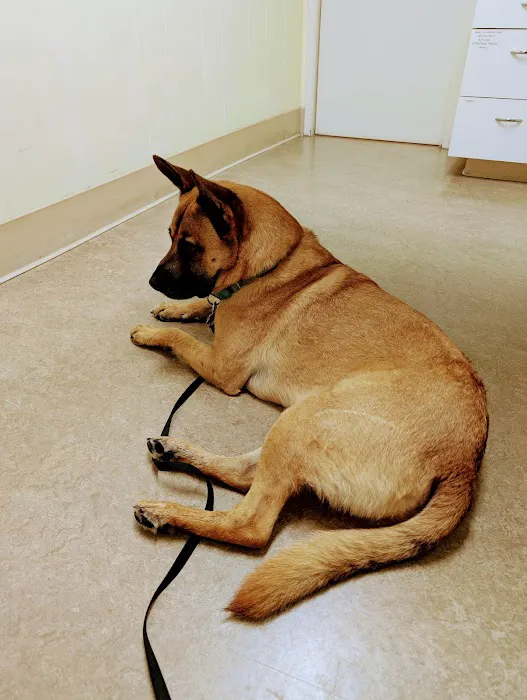 VCA Cottage Animal Hospital Picture 10