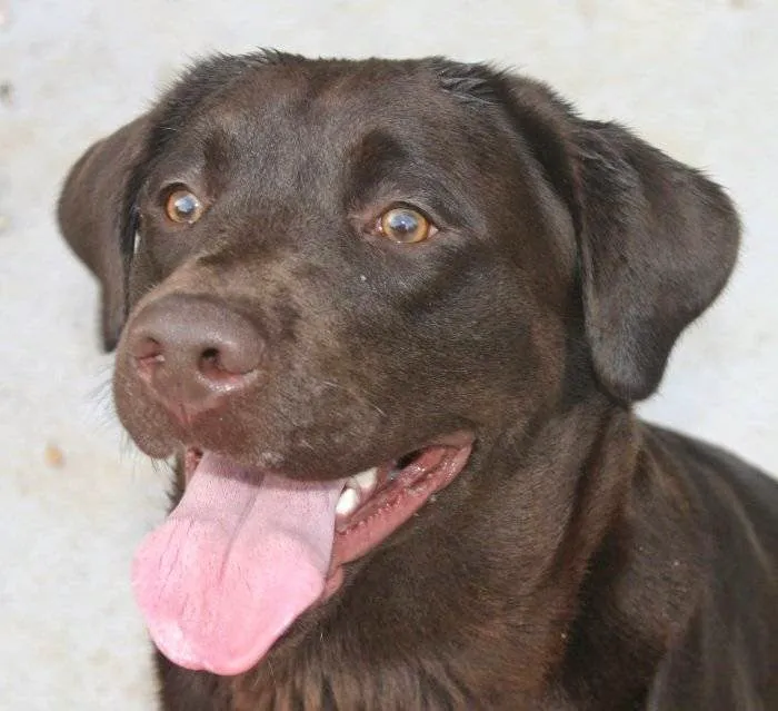 VCA Cottage Animal Hospital Picture 9