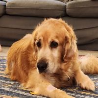 VCA Encina Veterinary Medical Center ico