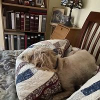 Lafayette Animal Hospital ico