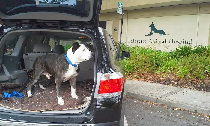 Lafayette Animal Hospital Picture 8