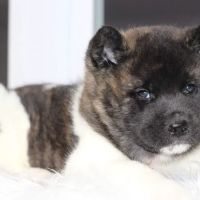 Concord Veterinary Clinic ico