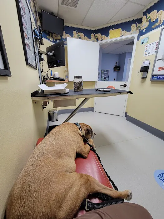VCA Monte Vista Animal Hospital Picture 9