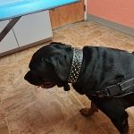 Tender Care Veterinary Clinic