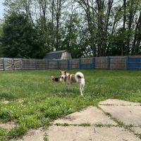 Two By Two Animal Hospital ico