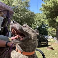Henderson Veterinary Care ico