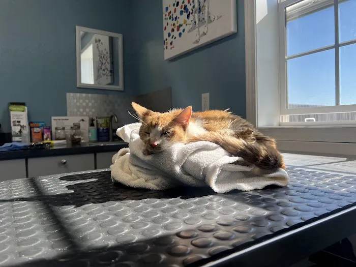 Henderson Veterinary Care Picture 5