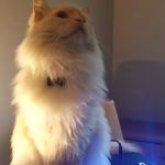 Arrow Pet Clinic