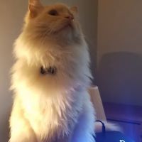 Arrow Pet Clinic ico