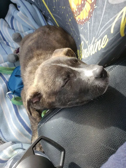 Arrow Pet Clinic Picture 5