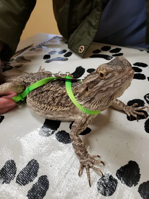 Arrow Pet Clinic Picture 9