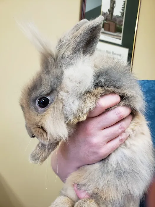 Arrow Pet Clinic Picture 7