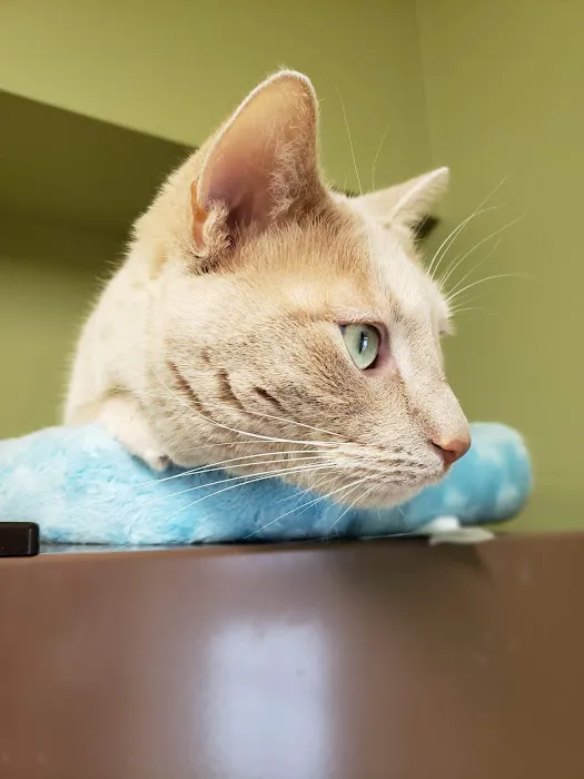 Arrow Pet Clinic Picture 10