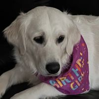 Wil-O-Paw Animal Hospital ico