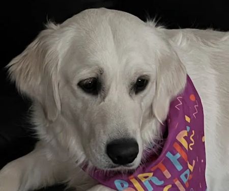 Wil-O-Paw Animal Hospital