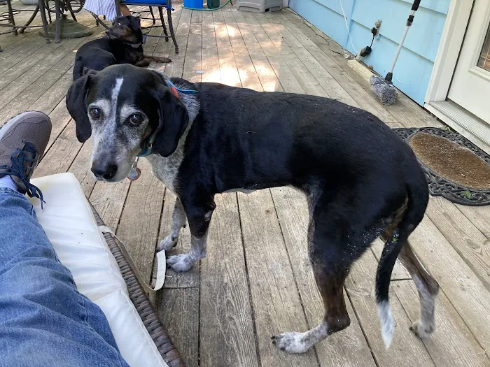 Wil-O-Paw Animal Hospital Picture 10