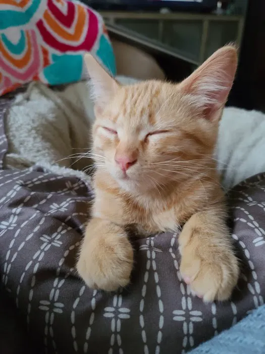 Wil-O-Paw Animal Hospital Picture 9