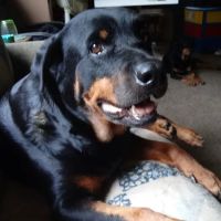 Red Arrow Animal Clinic ico