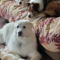 PetVet Vaccination Clinic ico