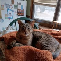 Paw Paw Veterinary Clinic ico
