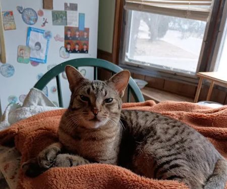 Paw Paw Veterinary Clinic