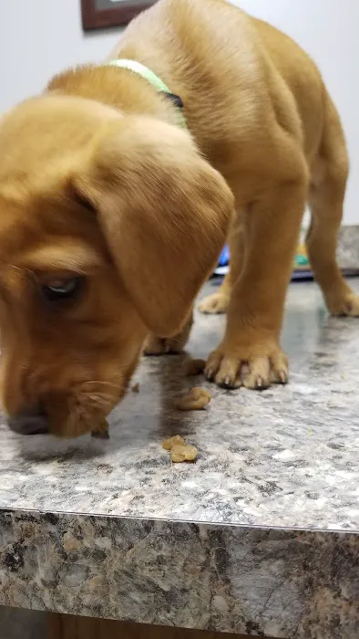 Paw Paw Veterinary Clinic Picture 10