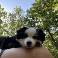 Family Pet Health Center ico