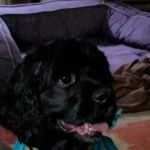 Family Pet Health Center: Crookes-Vought Kathy DVM