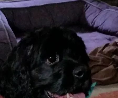 Family Pet Health Center: Crookes-Vought Kathy DVM