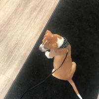 Clayview Animal Clinic ico