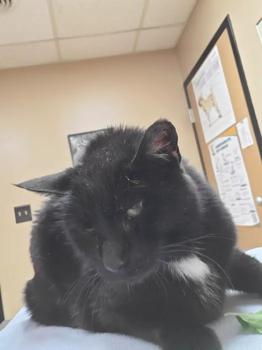 Eighth Street Veterinary Care Picture 7