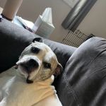 Emergency Veterinary Care Centers