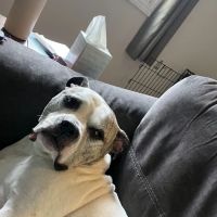 Emergency Veterinary Care Centers ico