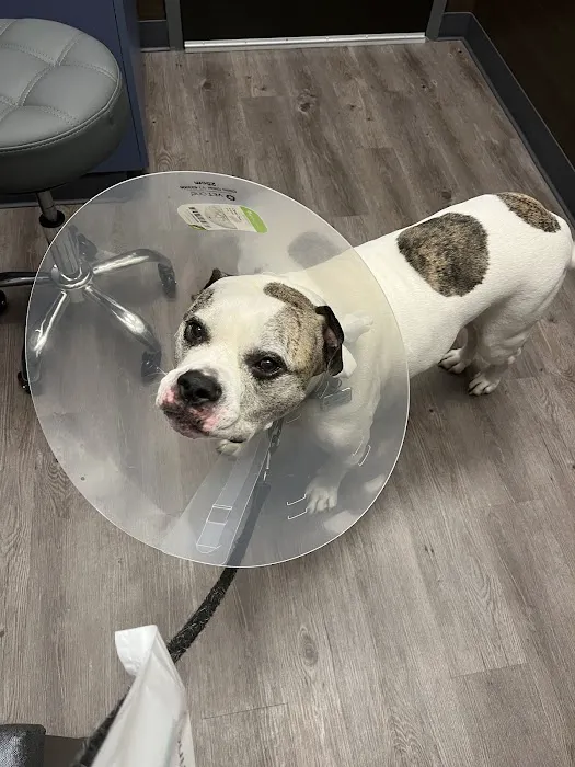 Emergency Veterinary Care Centers Picture 10