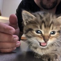 Pet Vet Family Pet Care Center ico