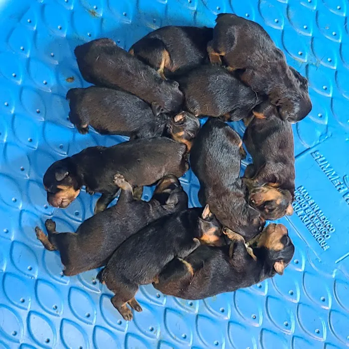 Ireland Animal Clinic LLC Picture 1