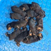 Ireland Animal Clinic LLC ico