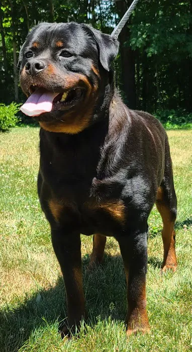 Ireland Animal Clinic LLC Picture 3