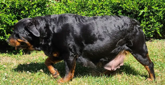 Ireland Animal Clinic LLC Picture 2