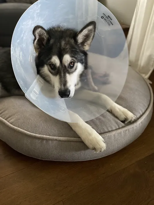 Ireland Animal Clinic LLC Picture 6