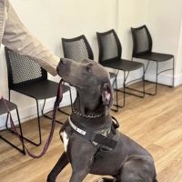 Preventative Pet Health of Michiana ico