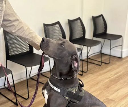 Preventative Pet Health of Michiana
